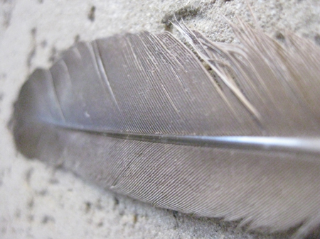 Feather